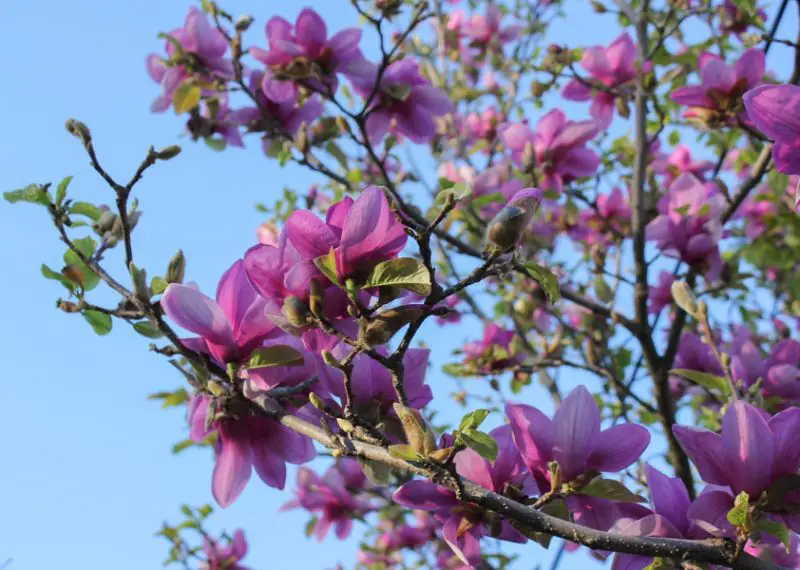 Magnolia Tree