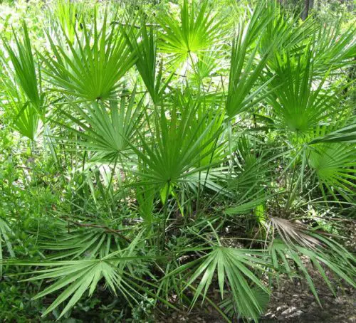 saw-palmetto-serenoa-repens-500x454-1 Saw Palmetto (Serenoa repens)