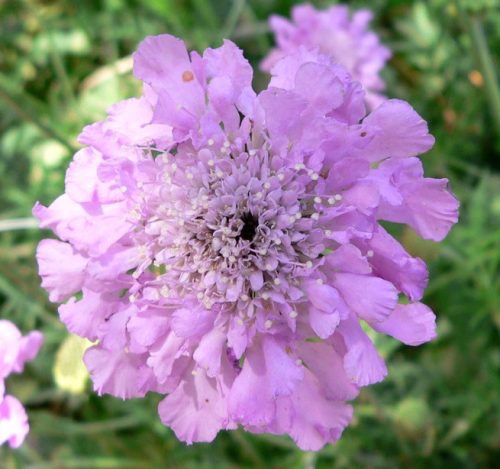 Scabiosa