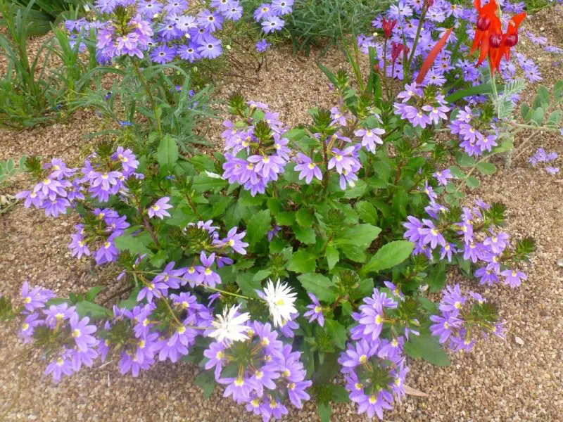 Shrubs with Purple Flowers