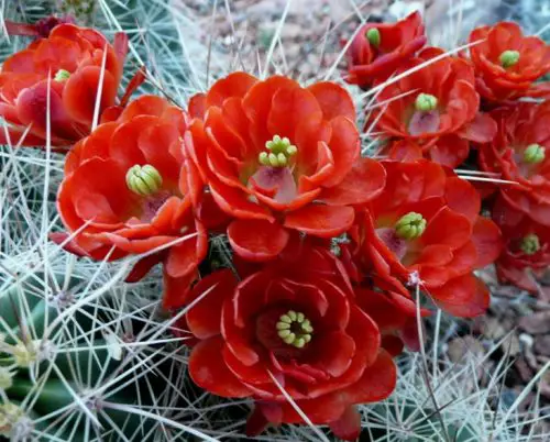 Scarlet Hedgehog Cactus