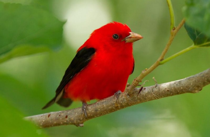 scarlet-tanager-800x522-1 Red Birds in Michigan