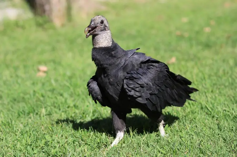 Scavenger Behaviors of Vultures in West Virginia