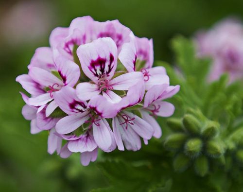 Scented Geranium