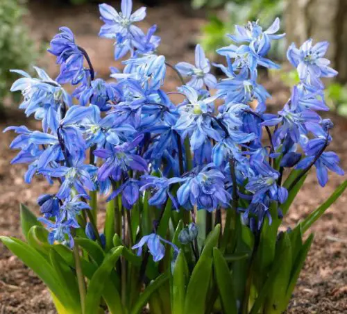 Scilla Siberia