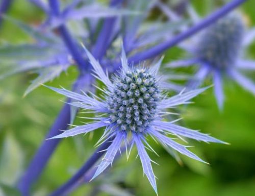Sea Holly