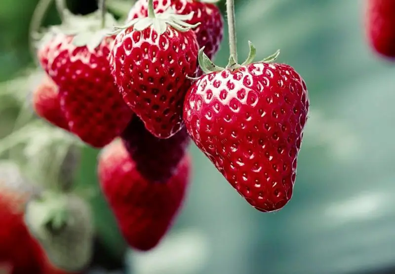 Types of Strawberry Plants