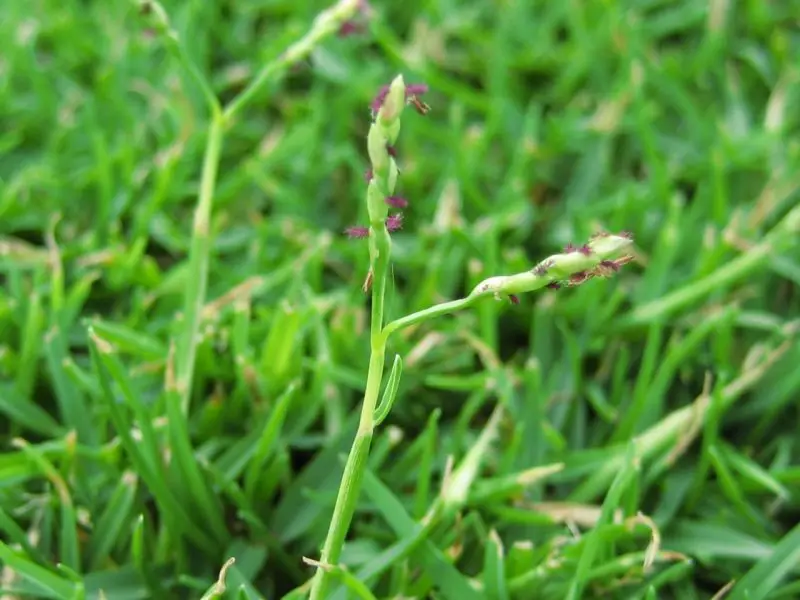 Types of Grass in Texas