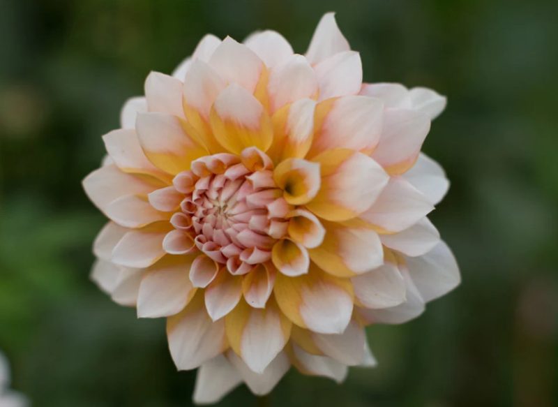 Yellow Dahlia