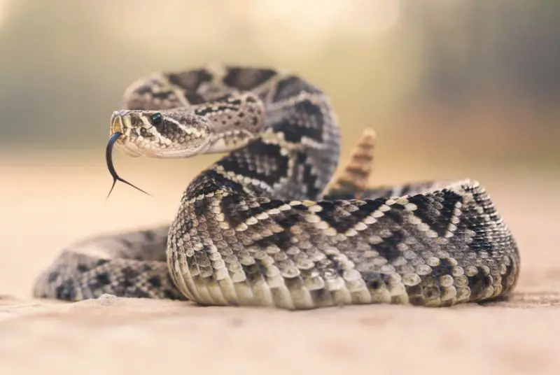 Secrets of Rattlers in Texas