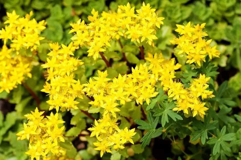 Types of Sedum Plants