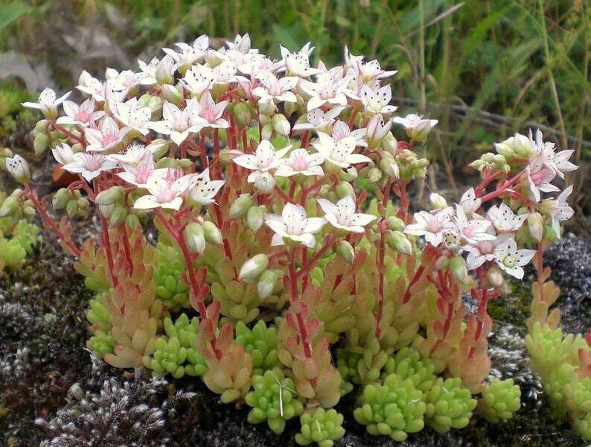 Types of Sedum Plants