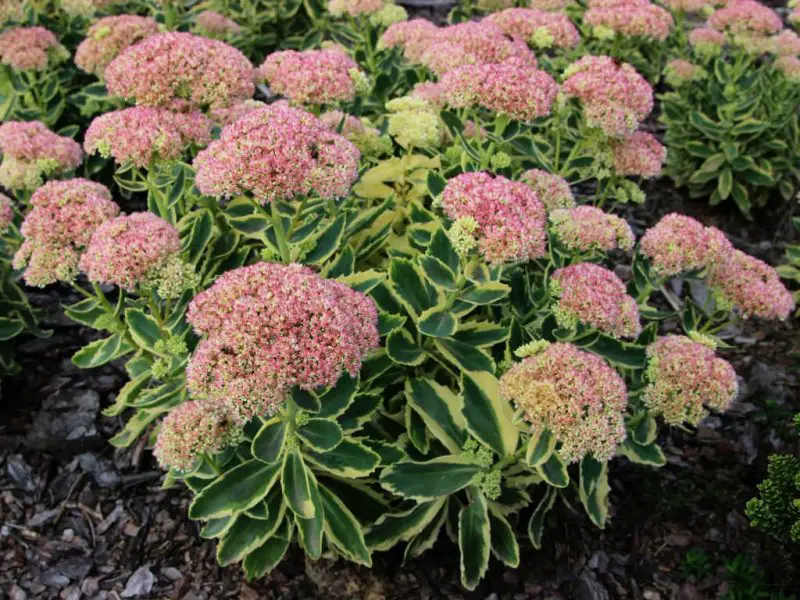 Types of Sedum Plants