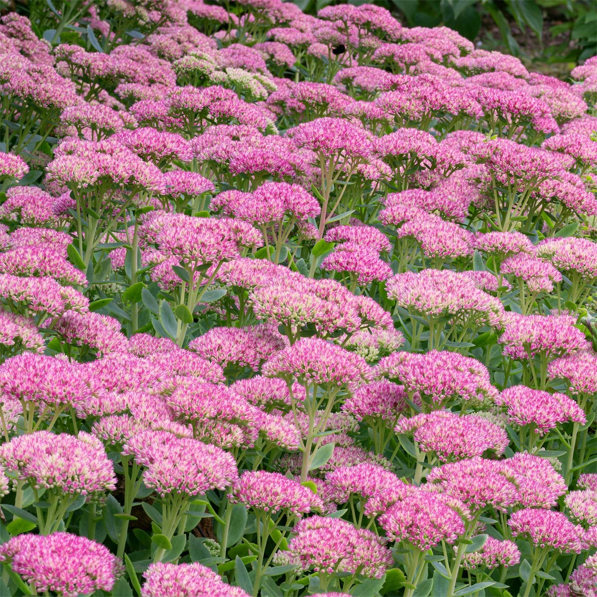 Types of Sedum Plants