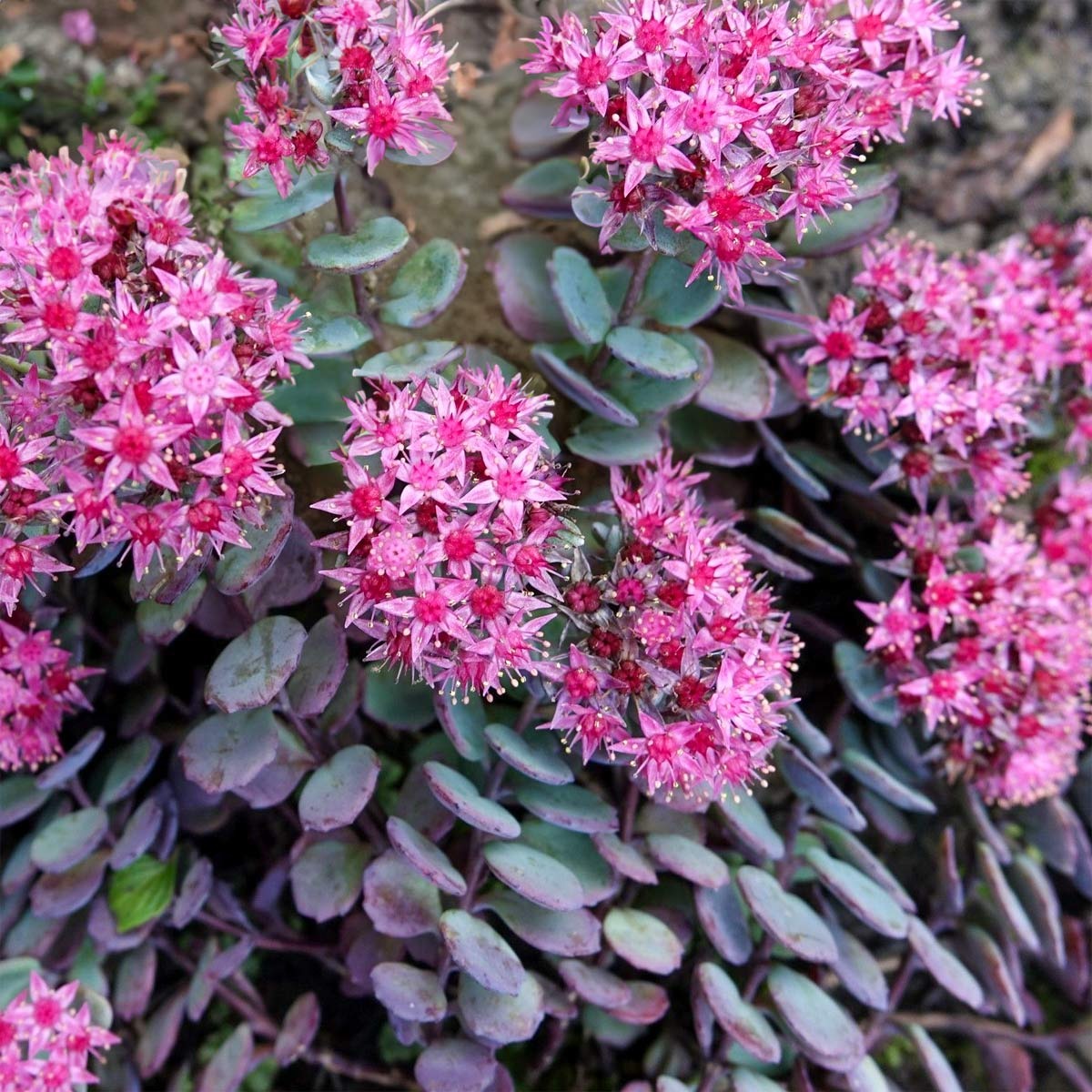 Types of Sedum Plants