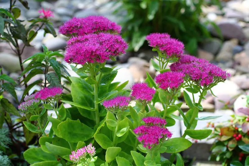 Types of Sedum Plants
