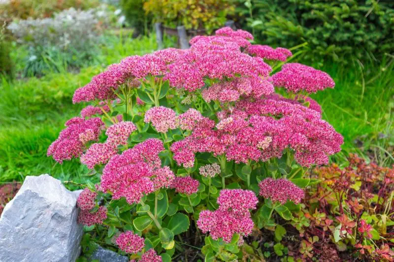 Types of Sedum Plants