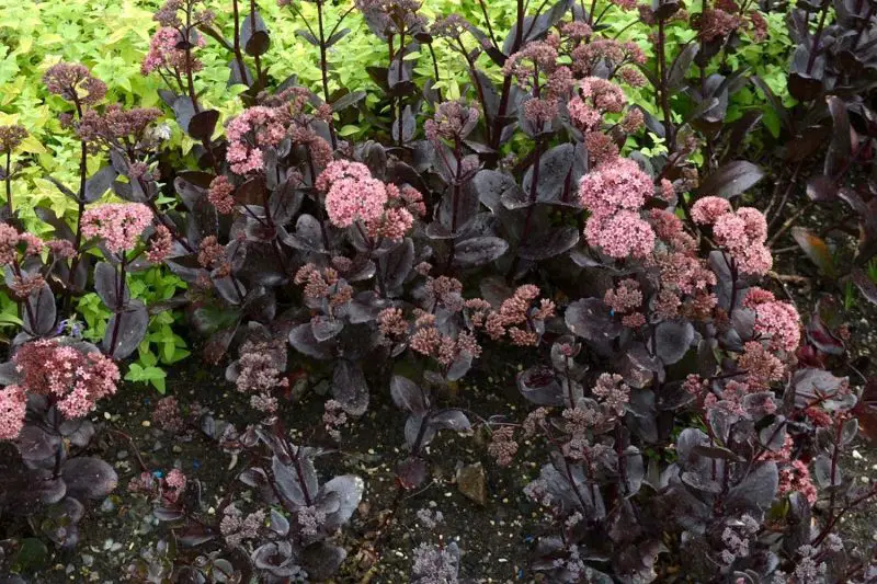 Types of Sedum Plants
