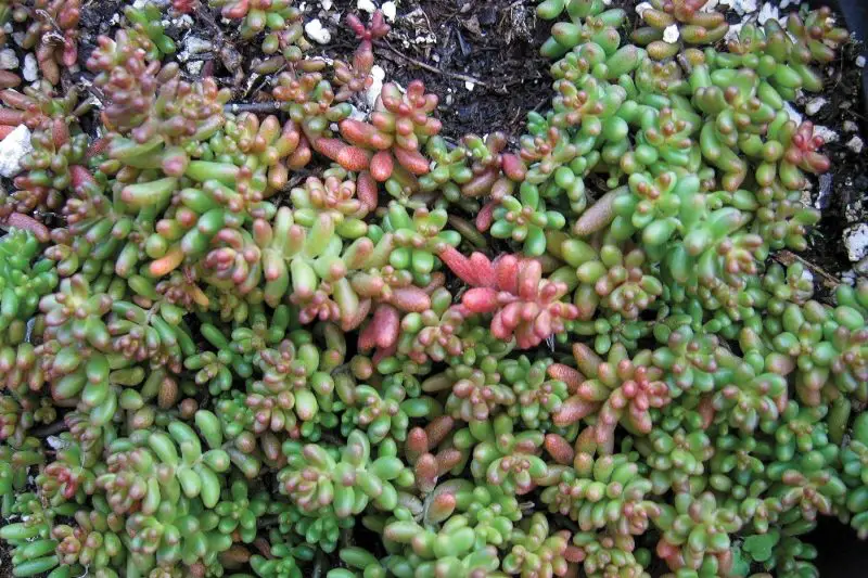 Types of Sedum Plants