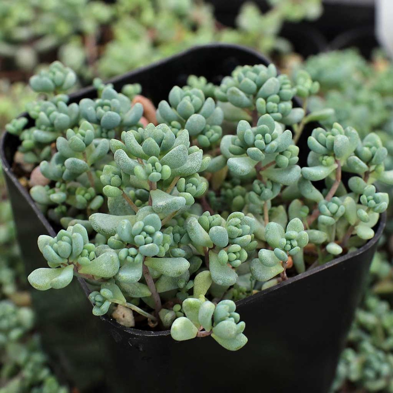 Types of Sedum Plants