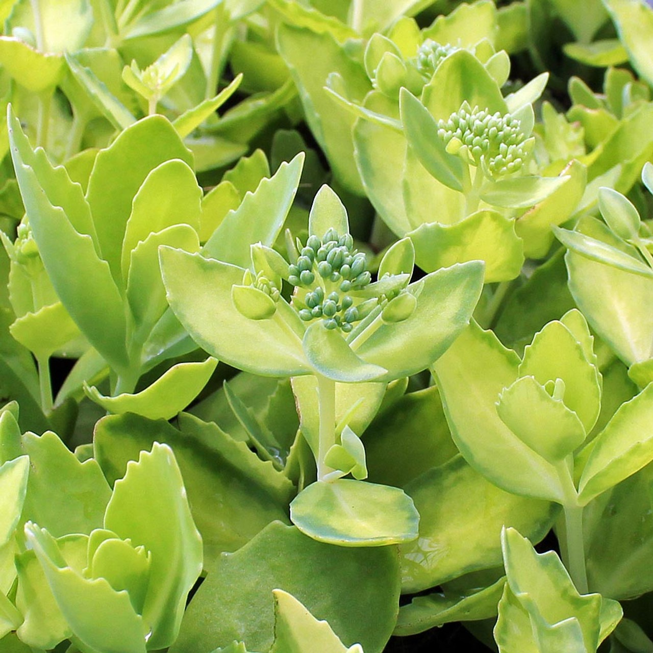 Types of Sedum Plants