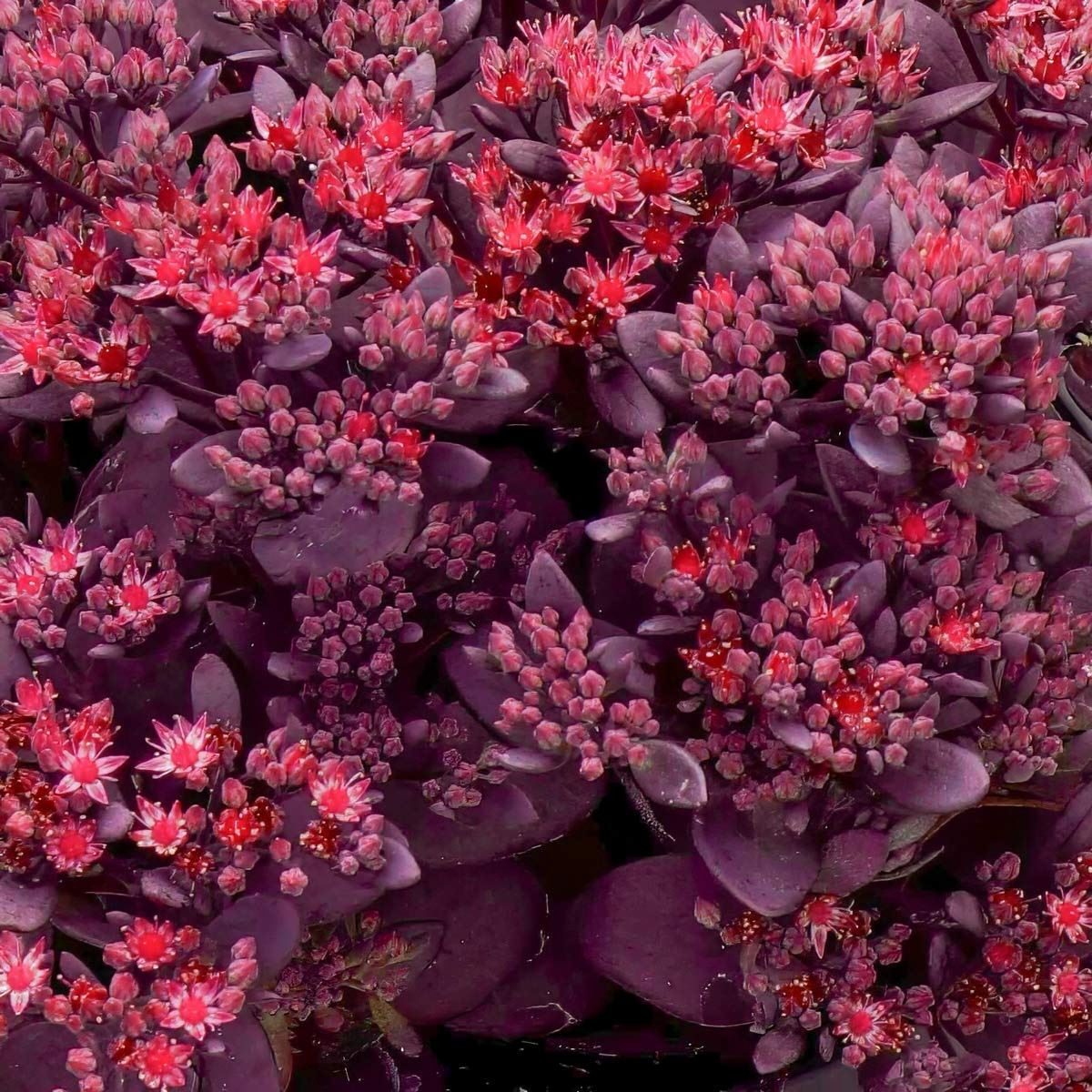 Types of Sedum Plants