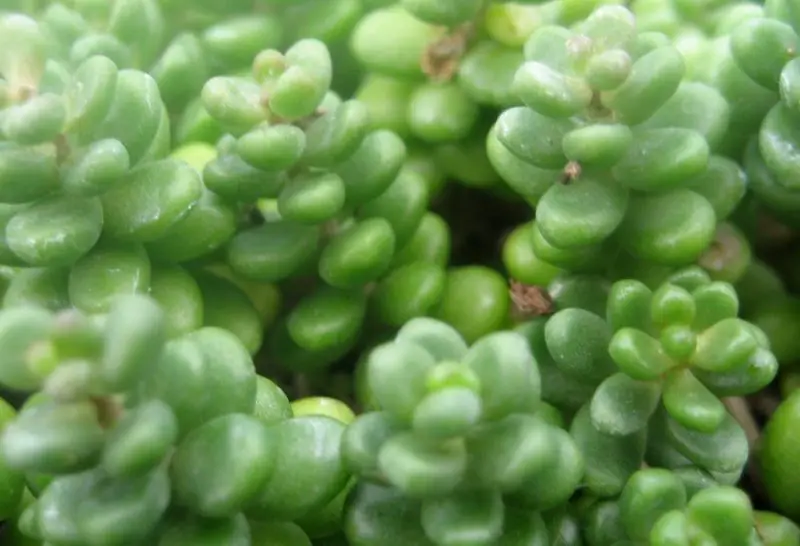 Types of Sedum Plants