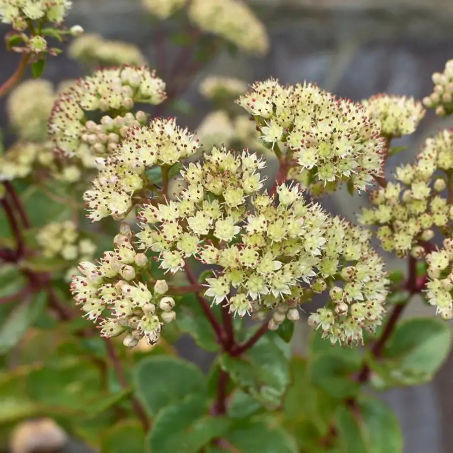Types of Sedum Plants
