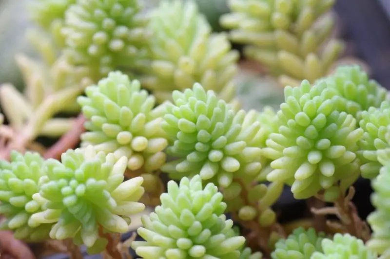 Types of Sedum Plants