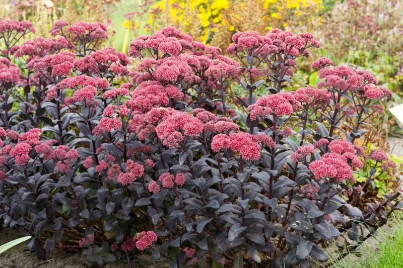 Types of Sedum Plants
