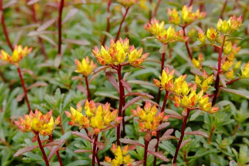 Types of Sedum Plants