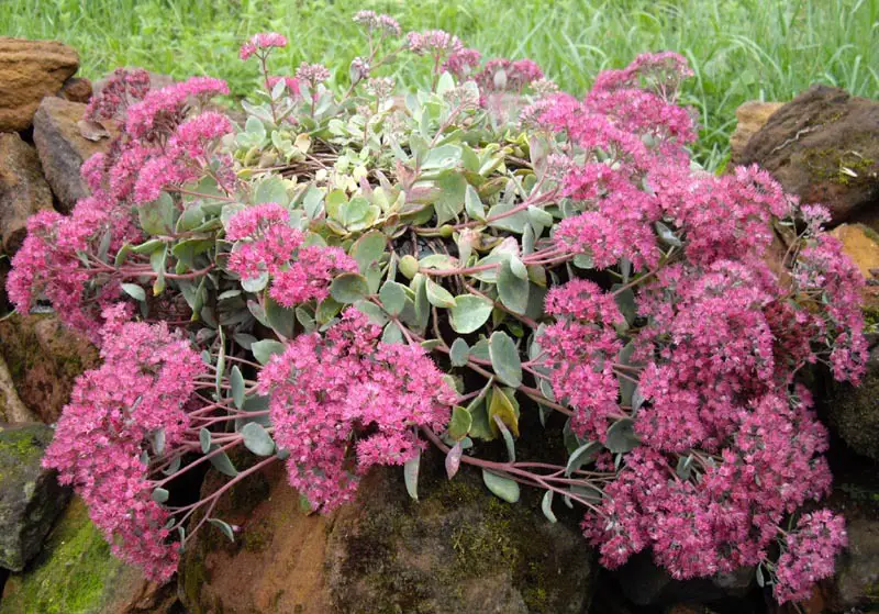 Types of Sedum Plants