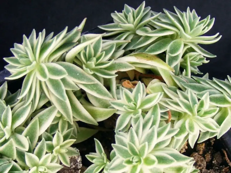 Types of Sedum Plants