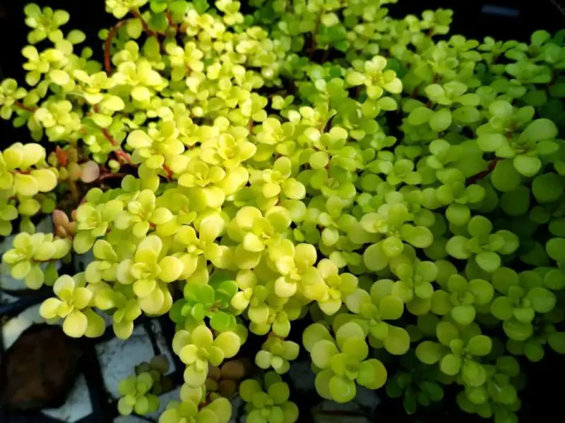 Types of Sedum Plants