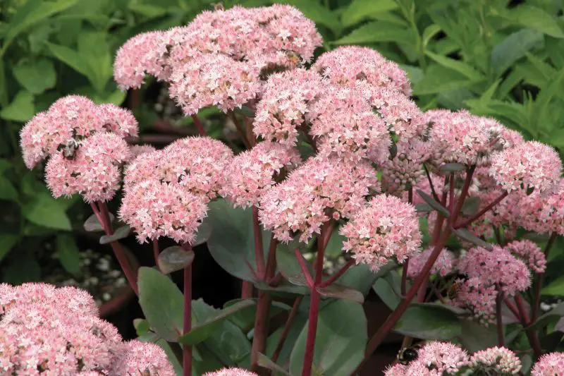Types of Sedum Plants