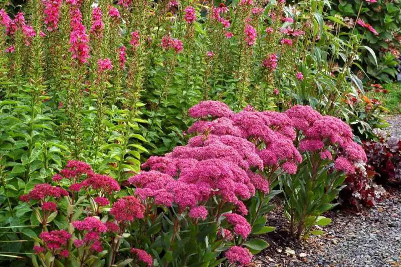 Types of Sedum Plants