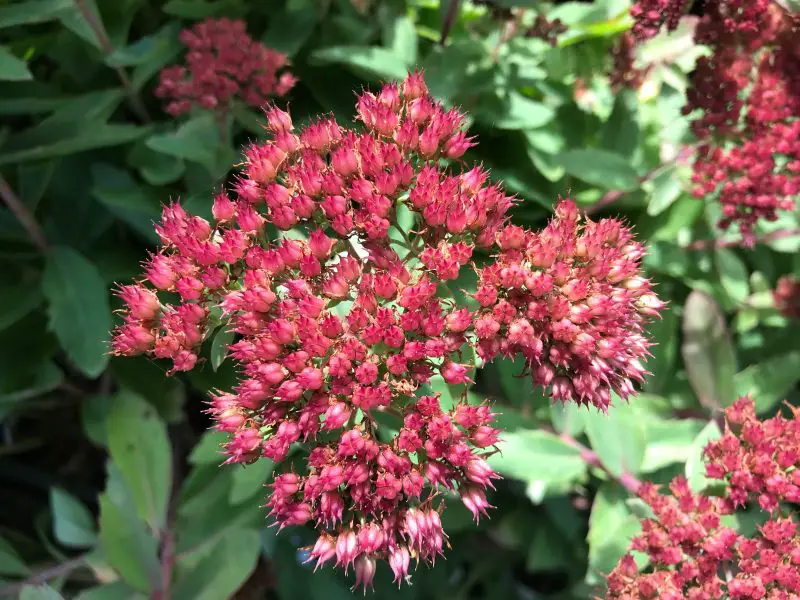 Types of Sedum Plants
