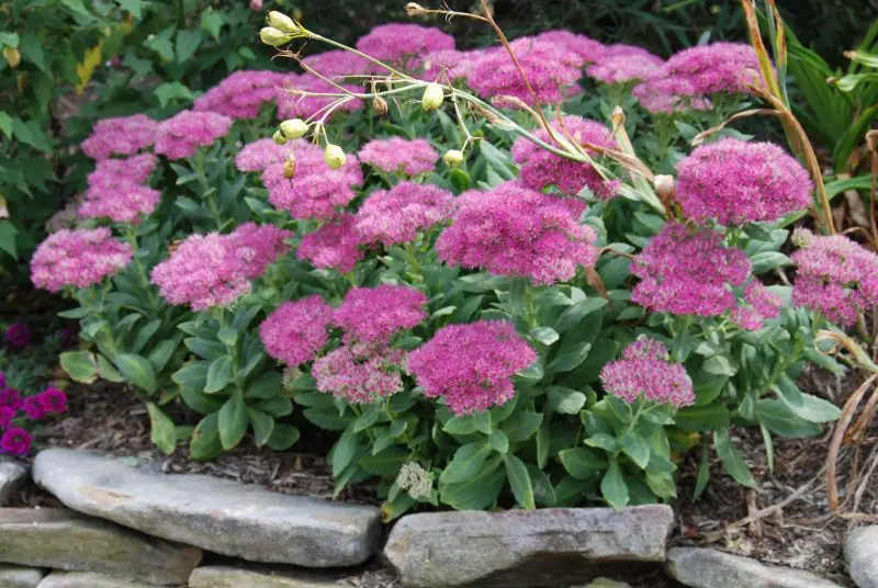 Types of Sedum Plants