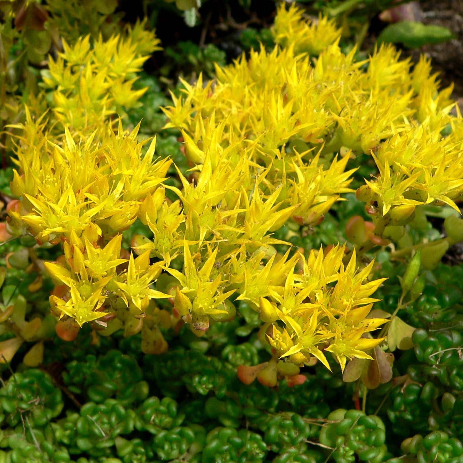 Types of Sedum Plants