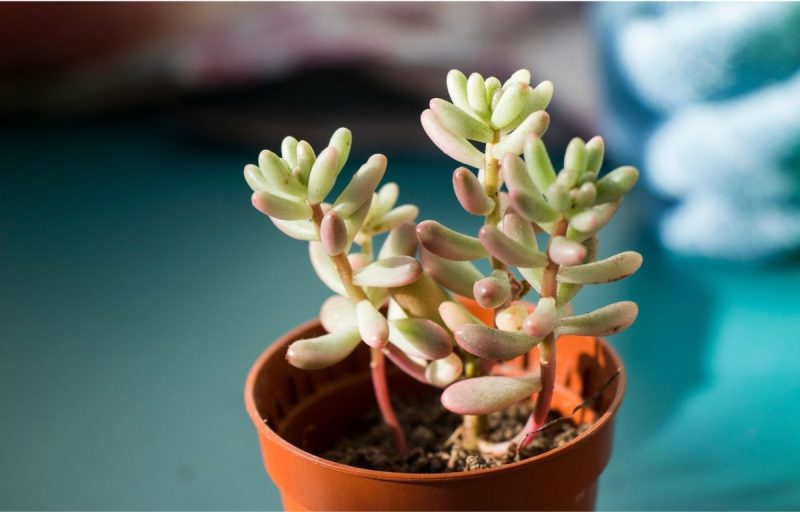 Types of Sedum Plants