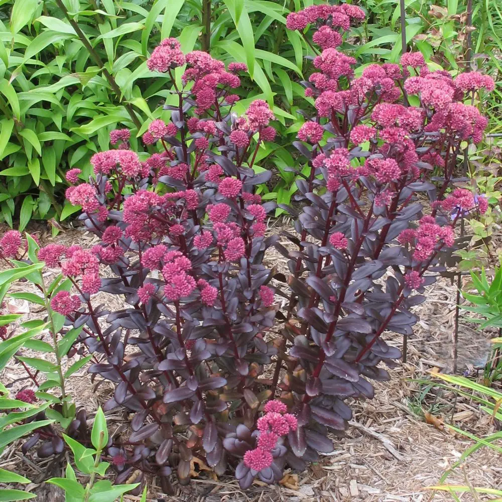 Types of Sedum Plants