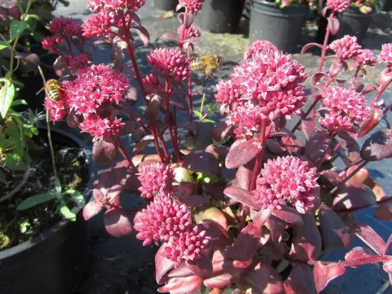 Types of Sedum Plants