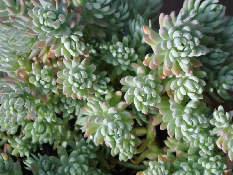 Types of Sedum Plants