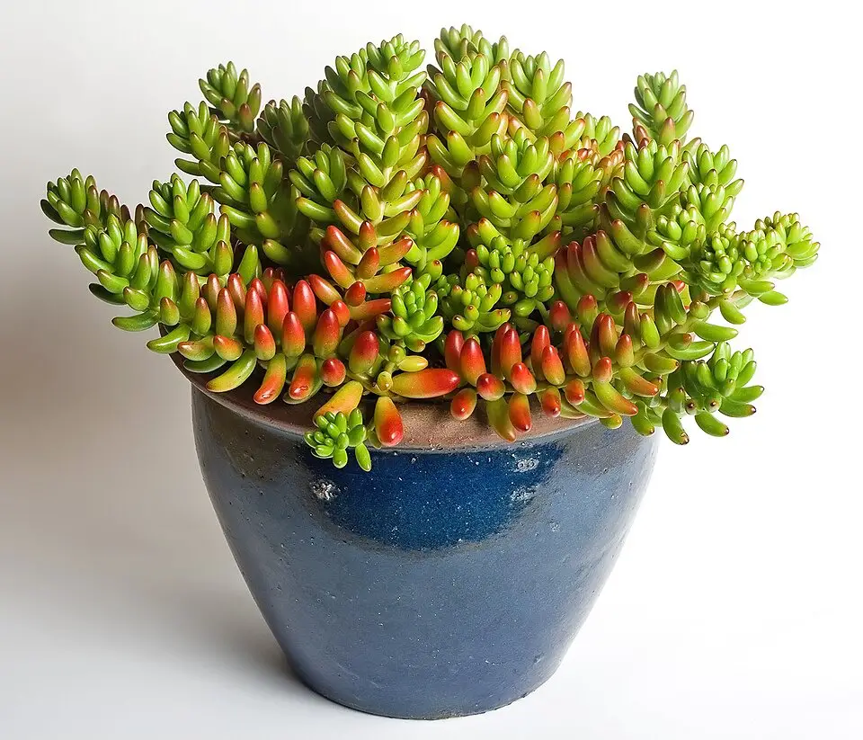 Types of Sedum Plants