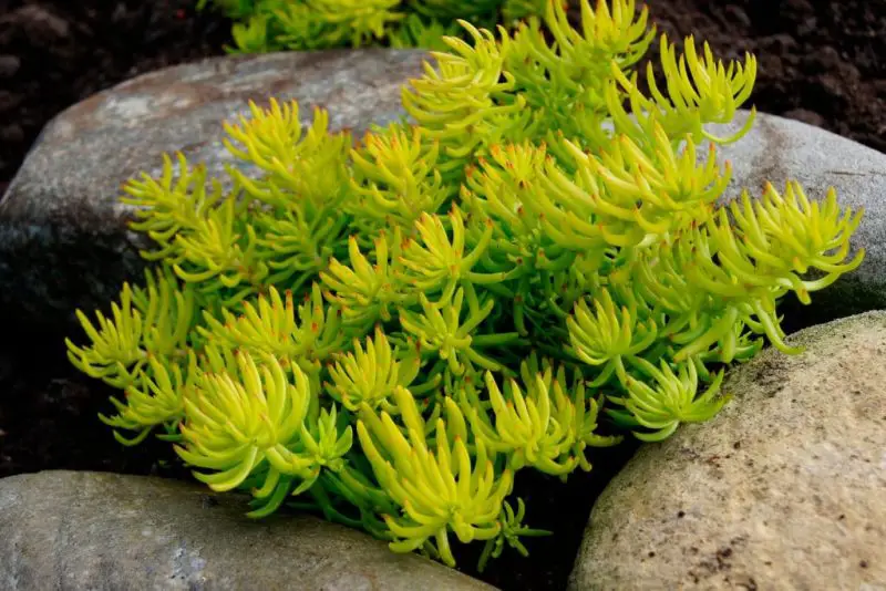 Types of Sedum Plants