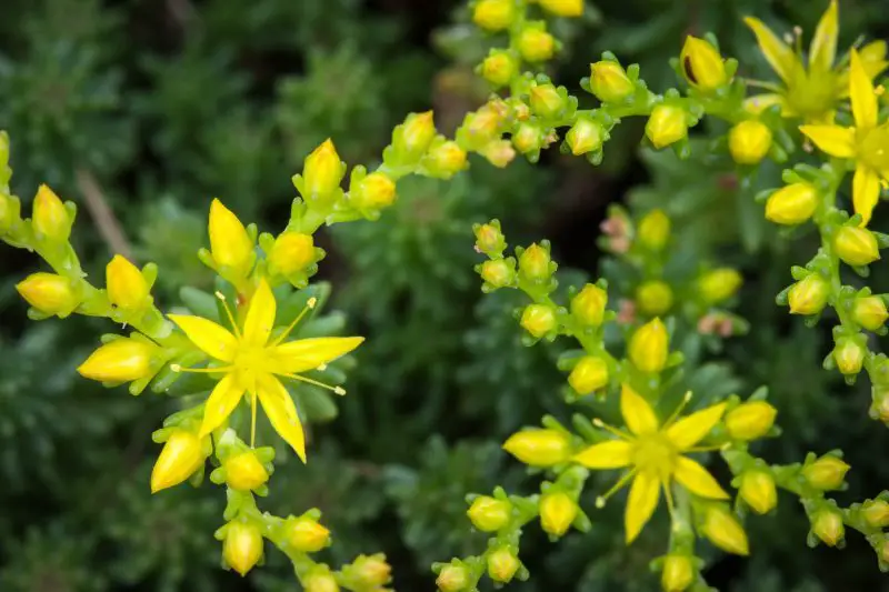 Types of Sedum Plants