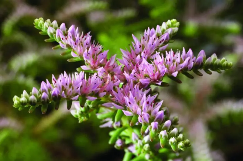 Types of Sedum Plants