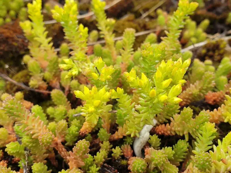 Types of Sedum Plants