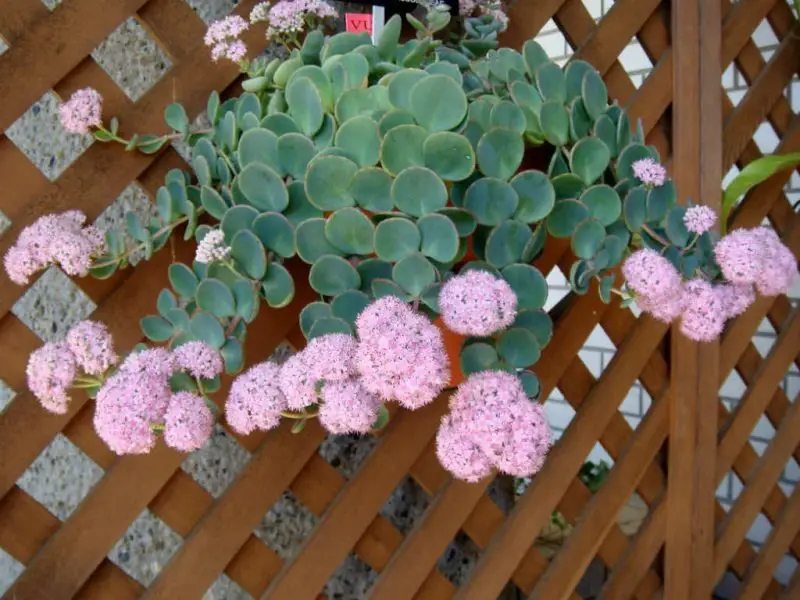 Types of Sedum Plants