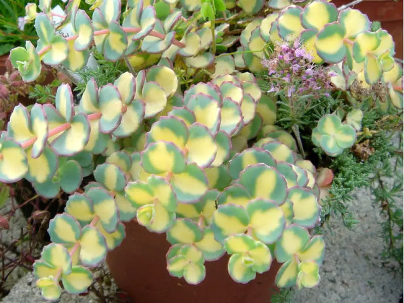 Types of Sedum Plants